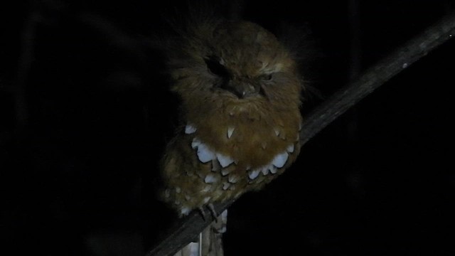 Hodgson's Frogmouth - ML618548943