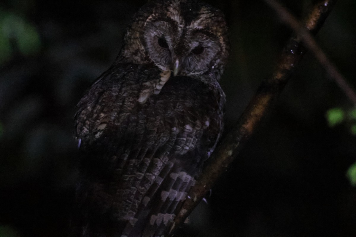 Himalayan Owl - Ruichen Jin