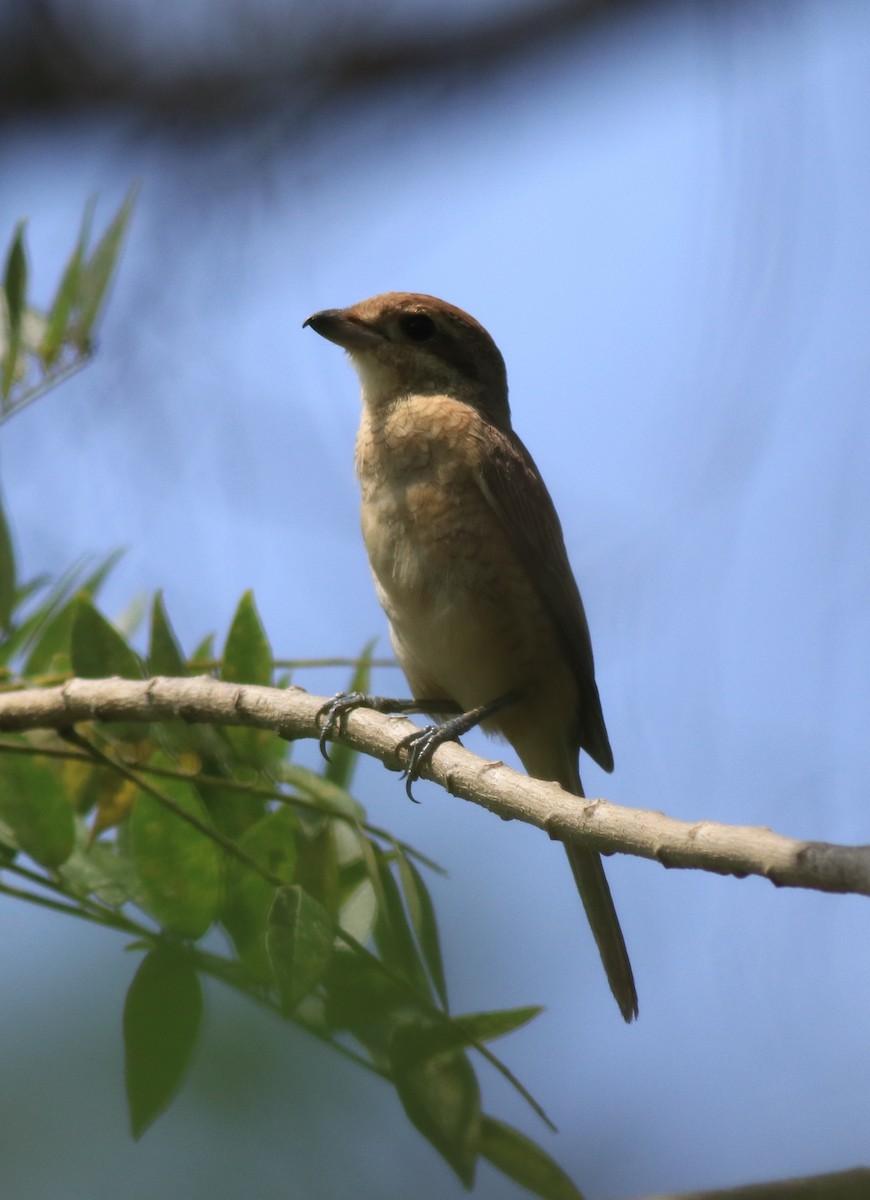 Brown Shrike - Afsar Nayakkan