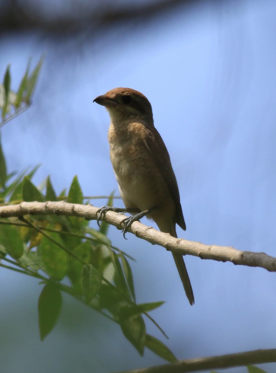 Brown Shrike - Afsar Nayakkan