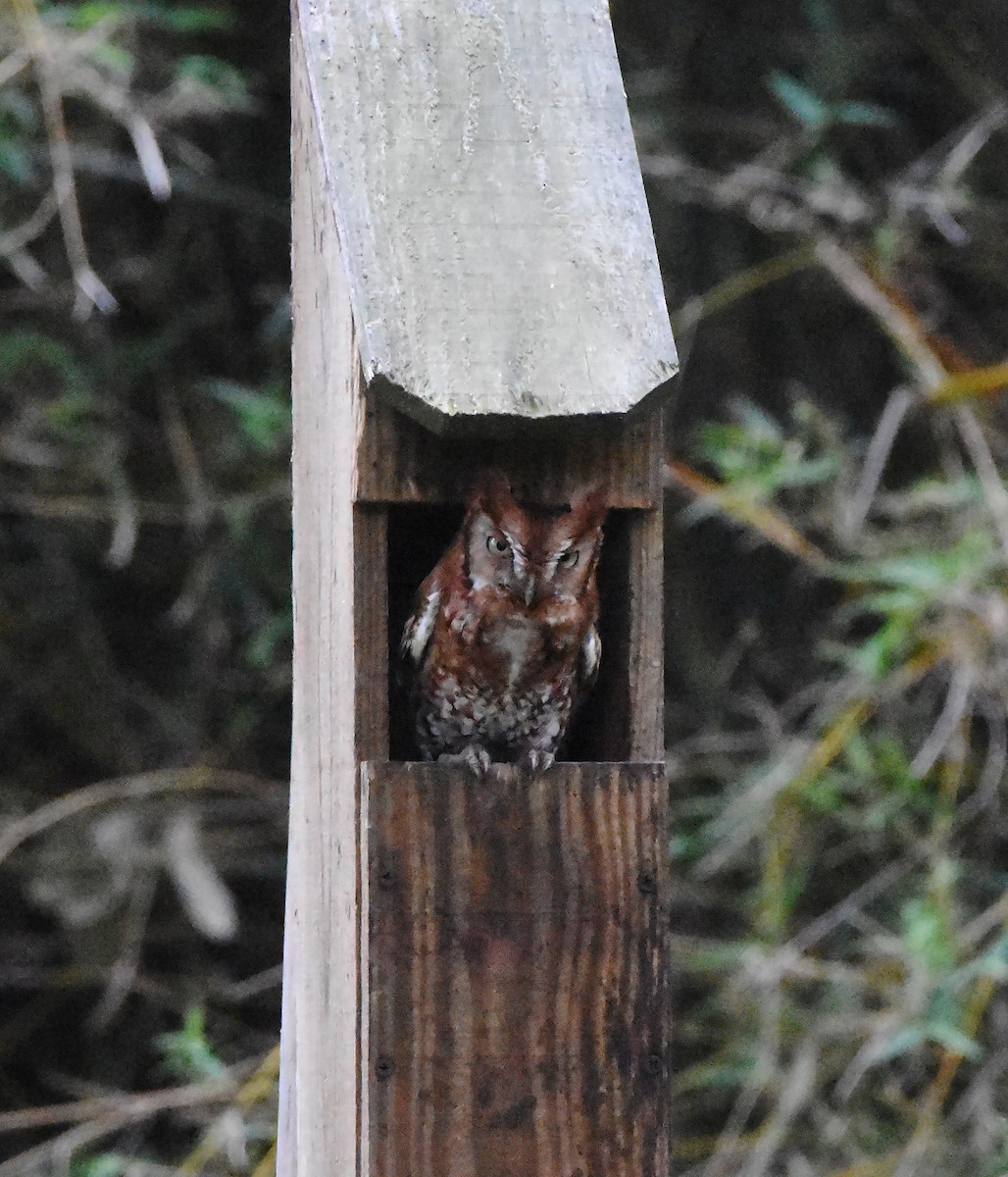 Eastern Screech-Owl - Erik Johnson