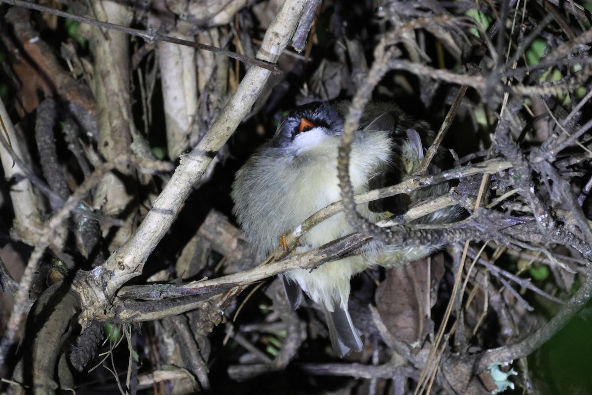 Black-chinned Yuhina - Ruichen Jin