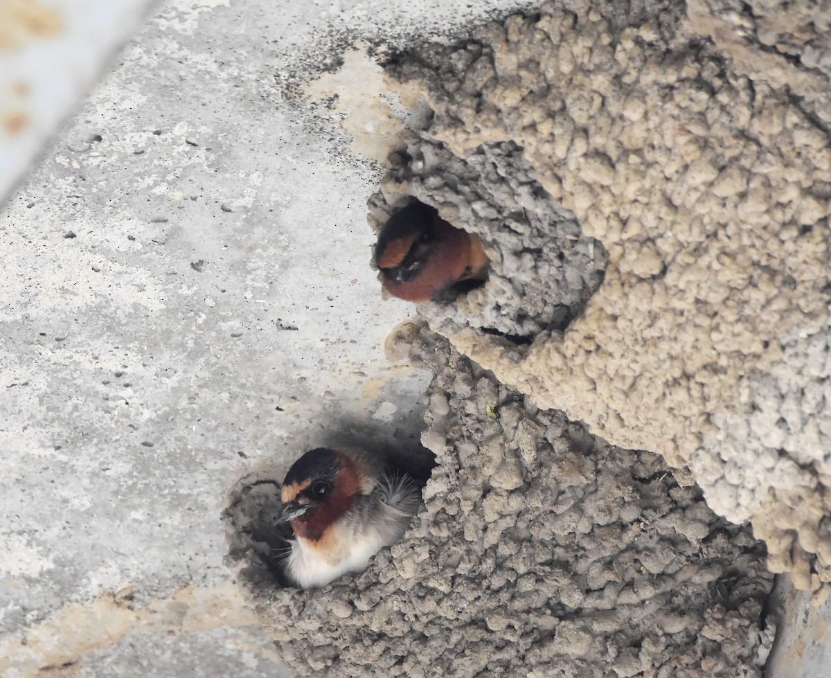 Cliff Swallow - Erik Johnson