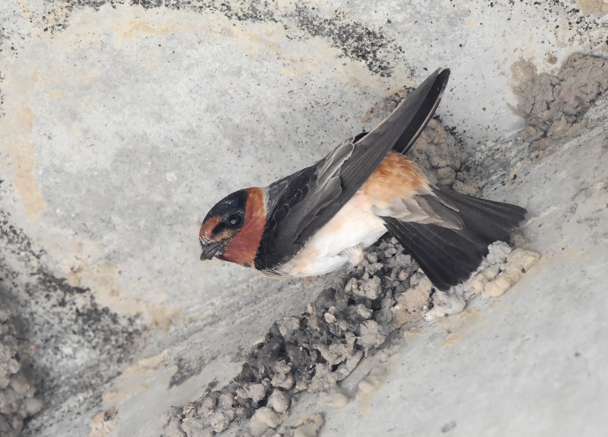 Cliff Swallow - Erik Johnson