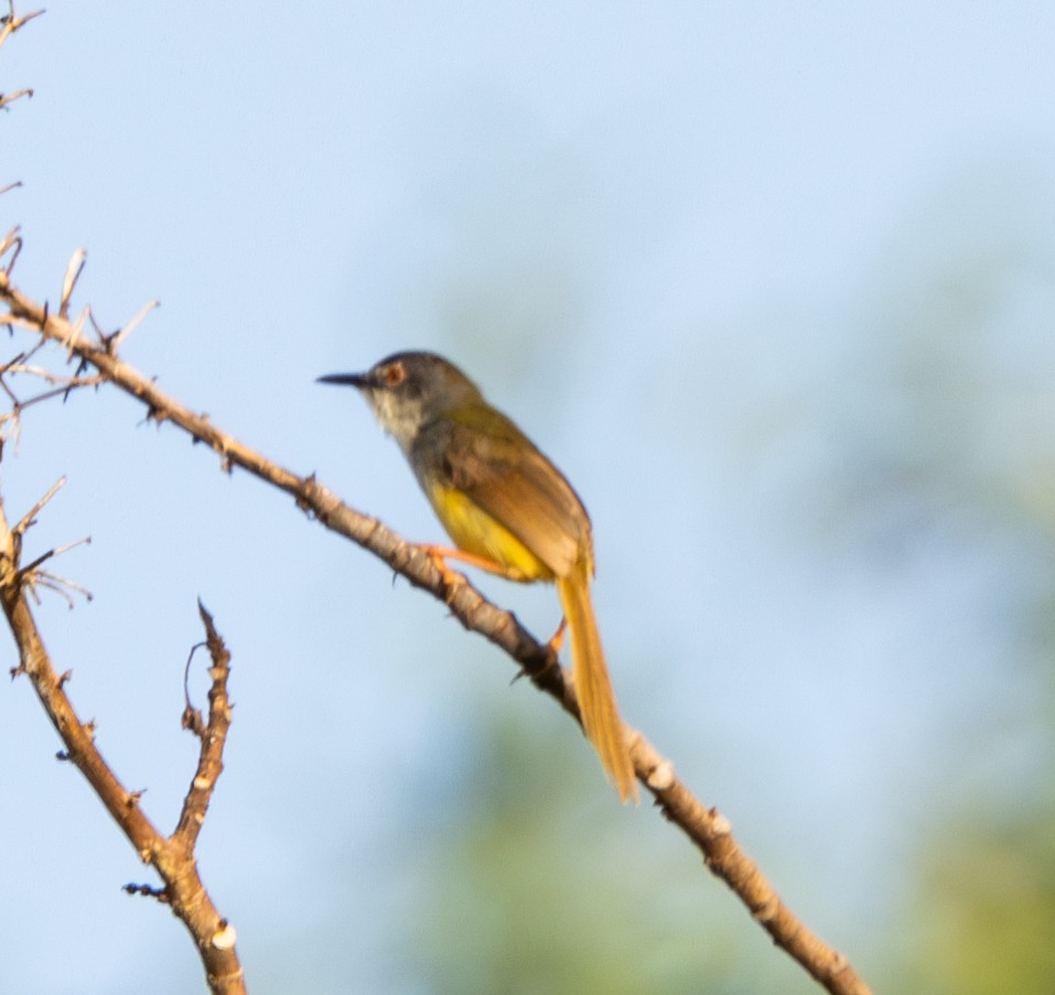 Yellow-bellied Prinia - ML618549058