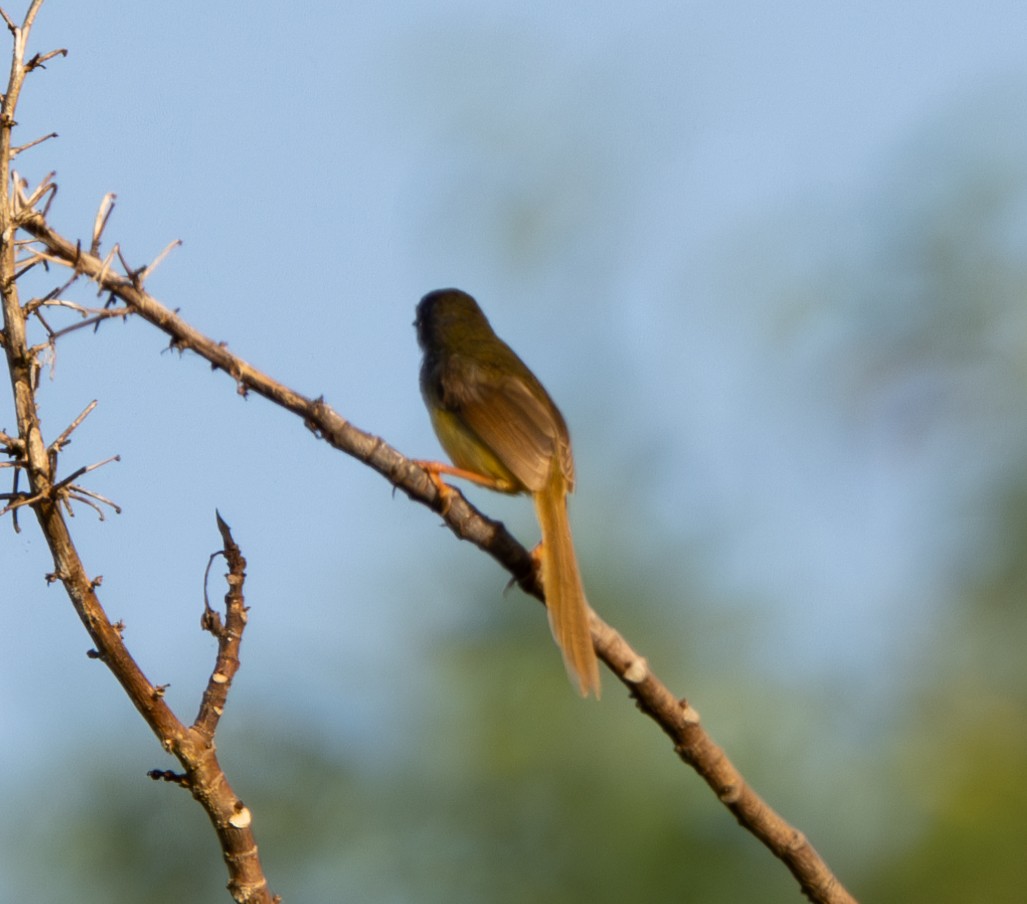 Yellow-bellied Prinia - ML618549061