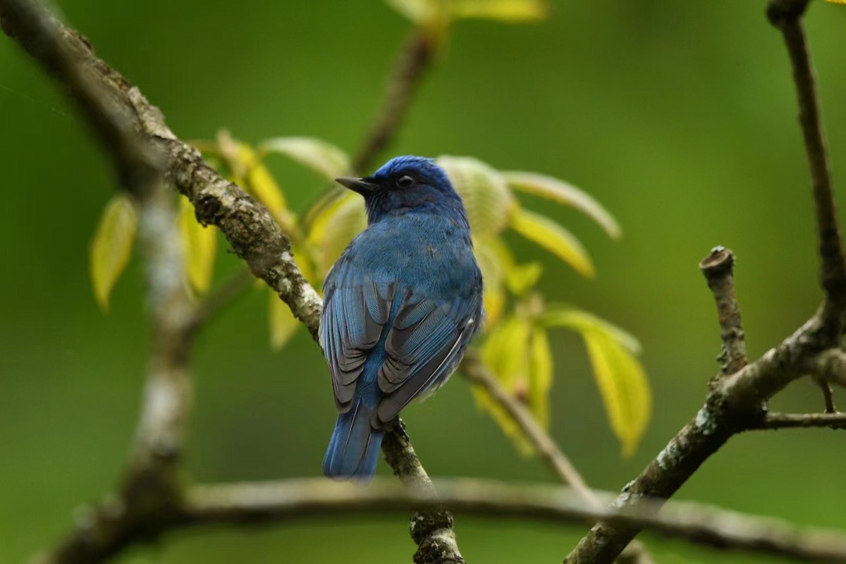 Zappey's Flycatcher - ML618549082