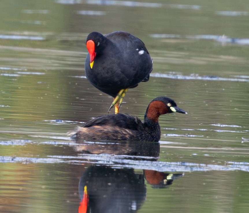 Eurasian Moorhen - Soo sing Loke