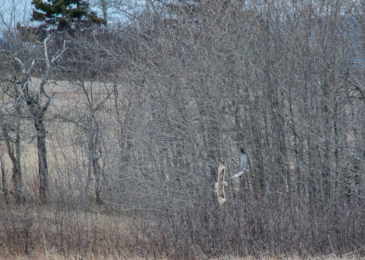 Short-eared Owl - ML618549189