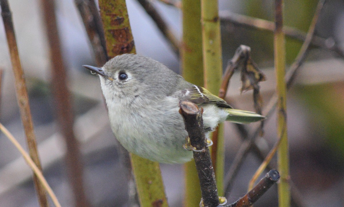 Ruby-crowned Kinglet - ML618549216