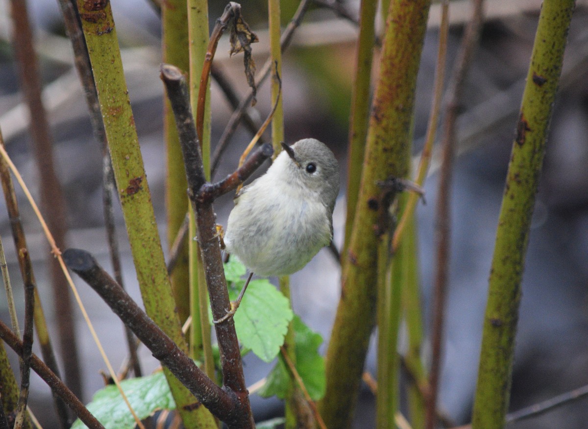 Ruby-crowned Kinglet - ML618549218