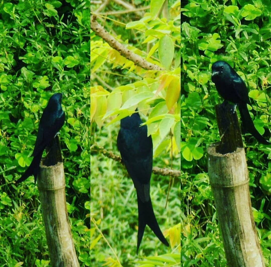 Black Drongo - Samarjit Nayak