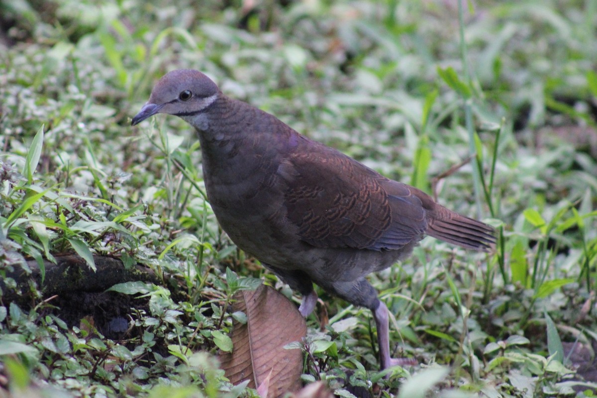 White-throated Quail-Dove - David Weaver