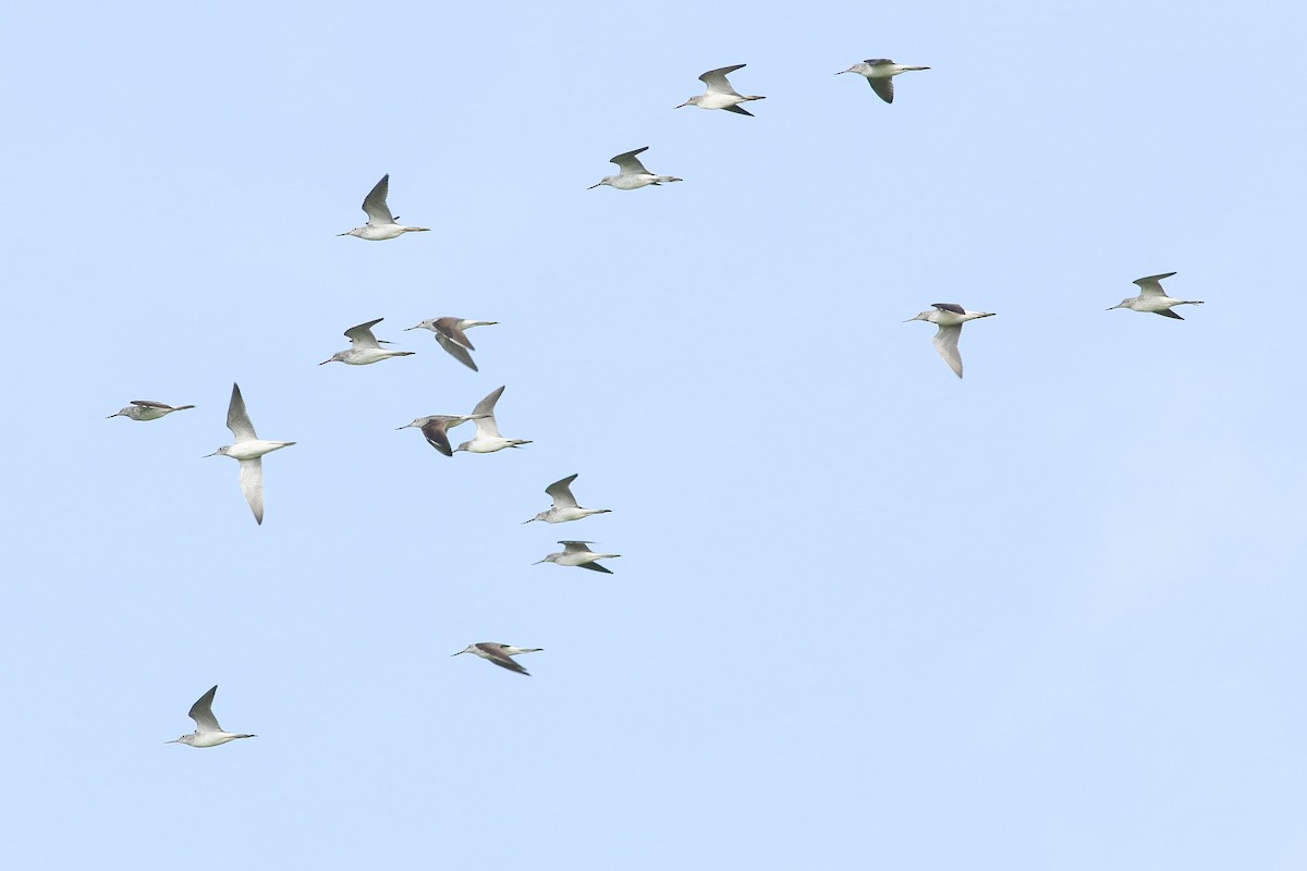 Common Greenshank - ML618549303