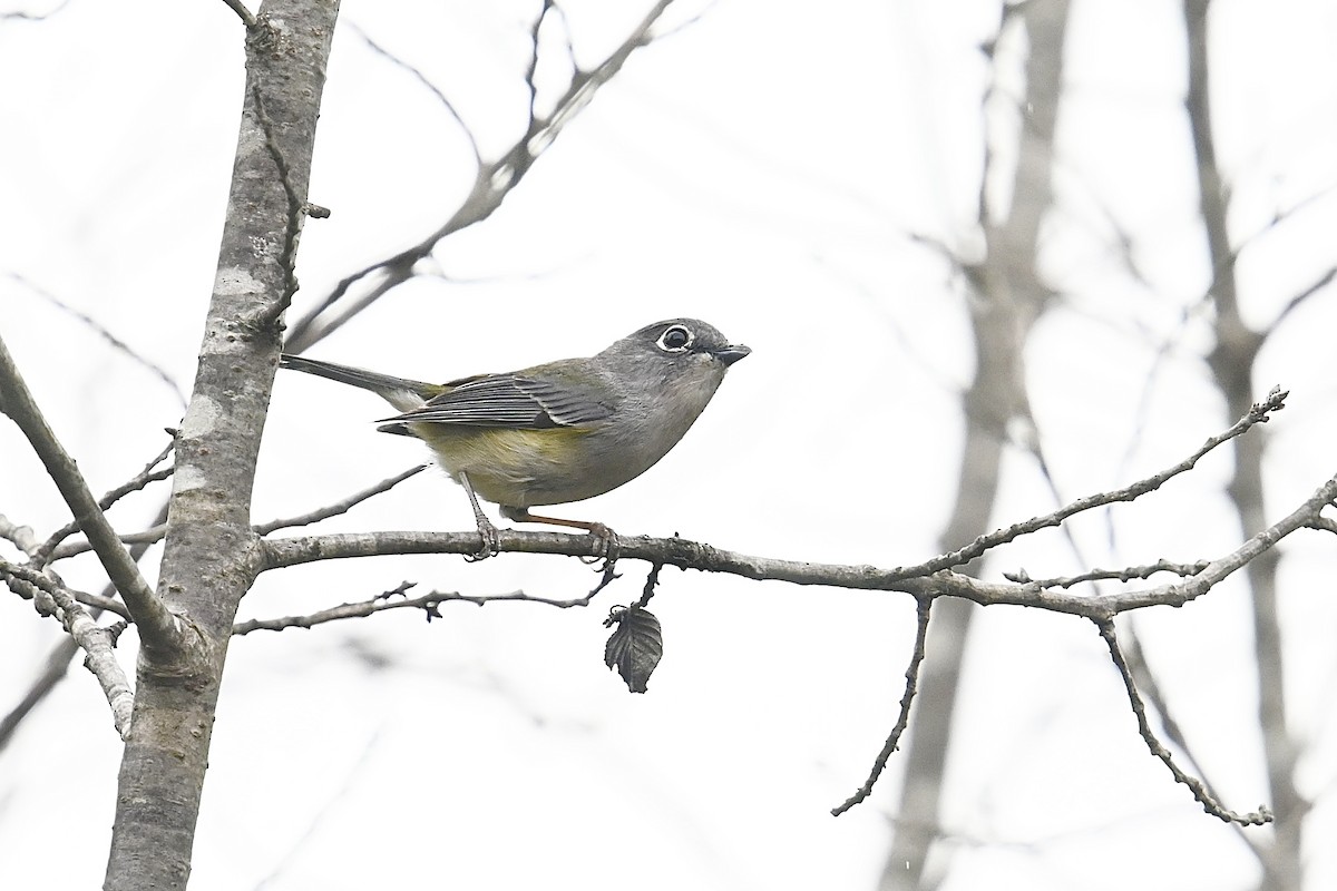 Green Shrike-Babbler - Dong Qiu