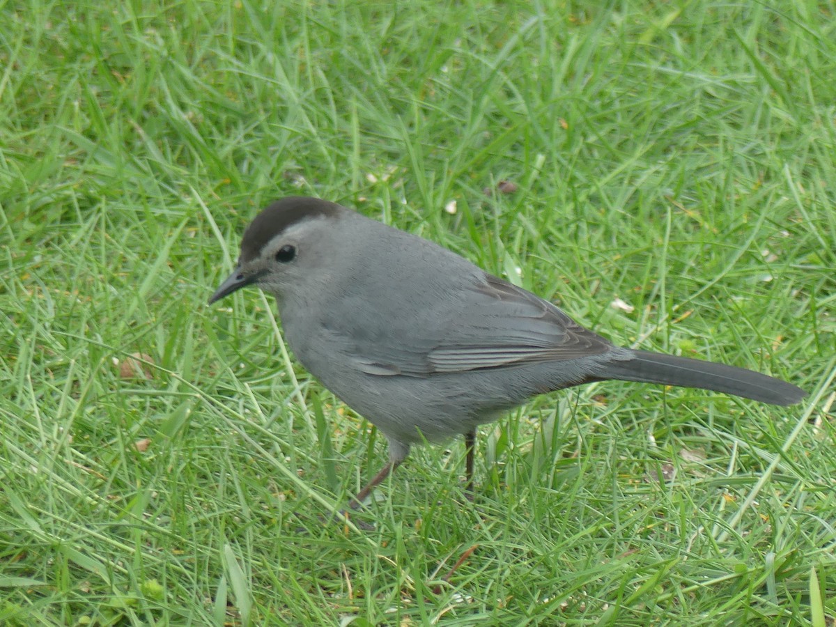 Gray Catbird - ML618549341