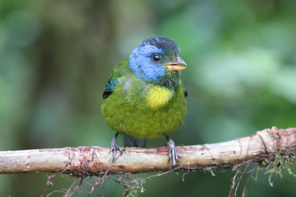 Moss-backed Tanager - ML618549345