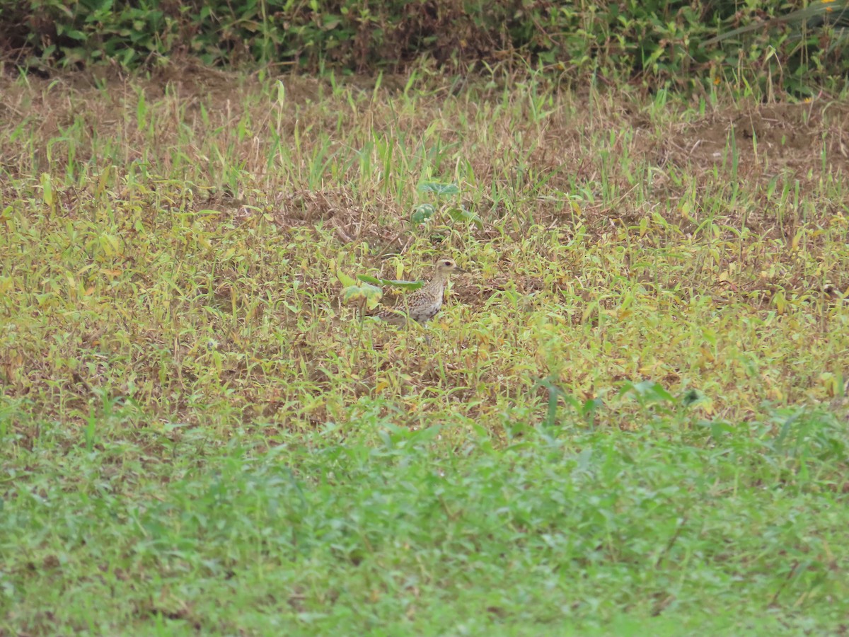 Pacific Golden-Plover - ML618549350