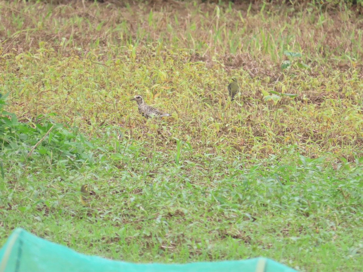 Pacific Golden-Plover - ML618549353