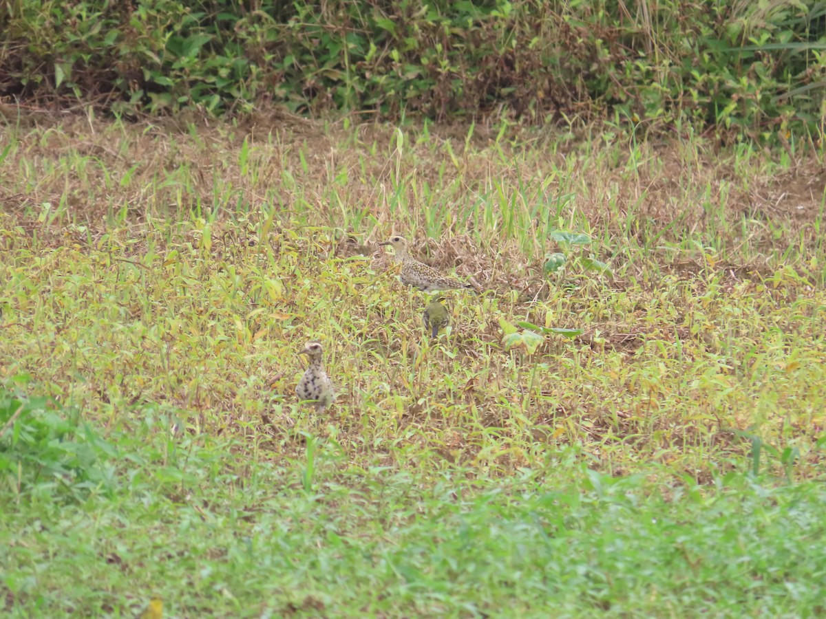 Pacific Golden-Plover - ML618549354