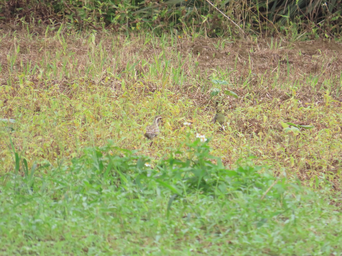 Pacific Golden-Plover - ML618549355