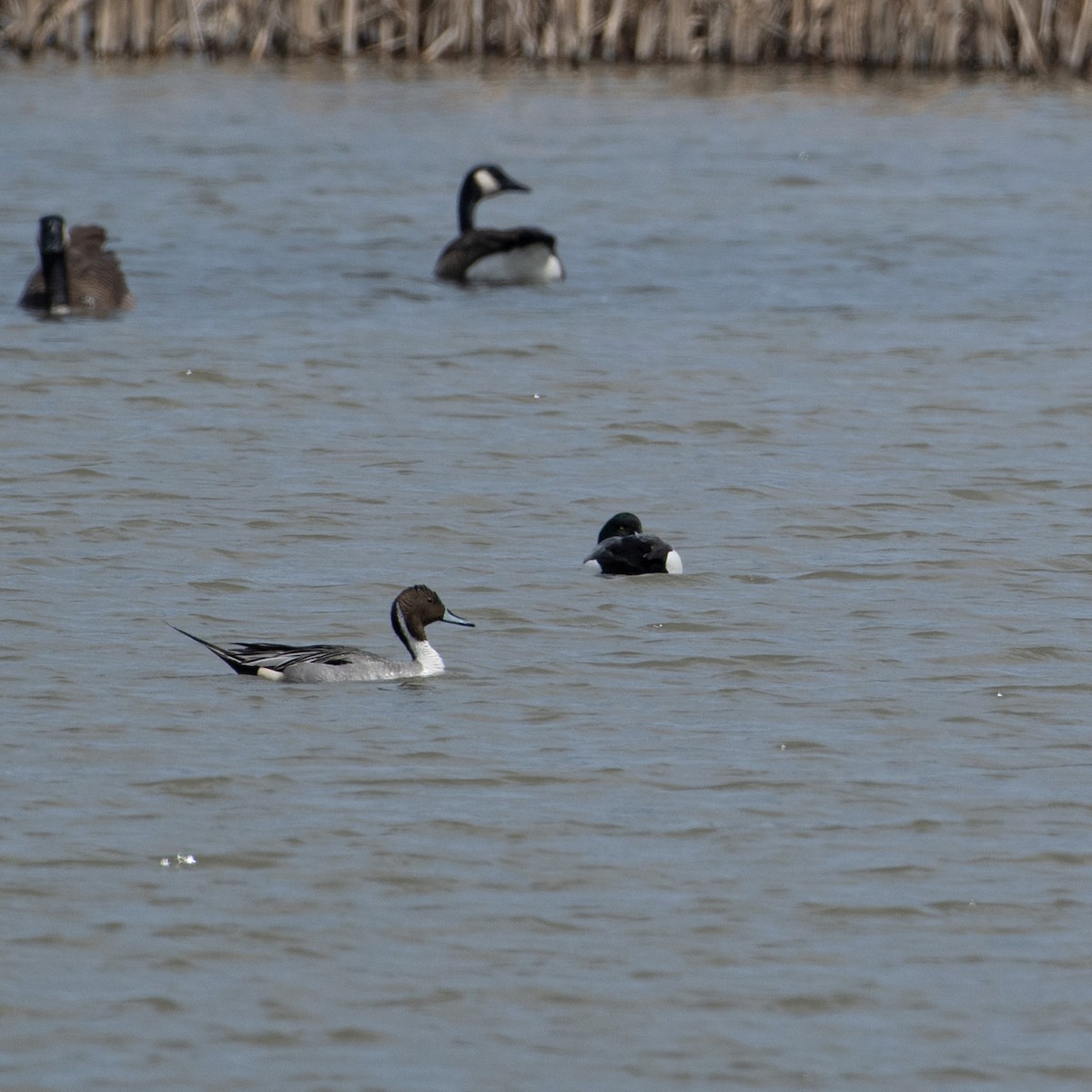 Northern Pintail - ML618549376