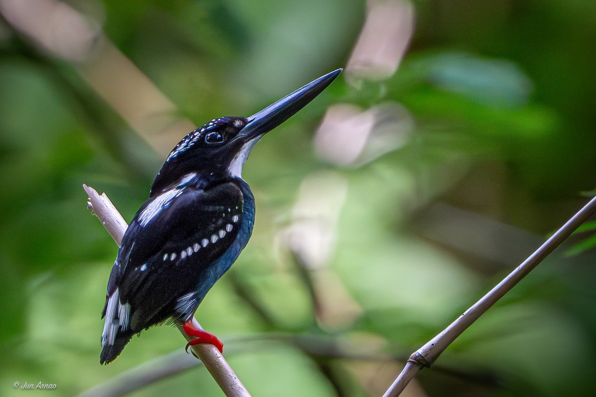 Southern Silvery-Kingfisher - ML618549397