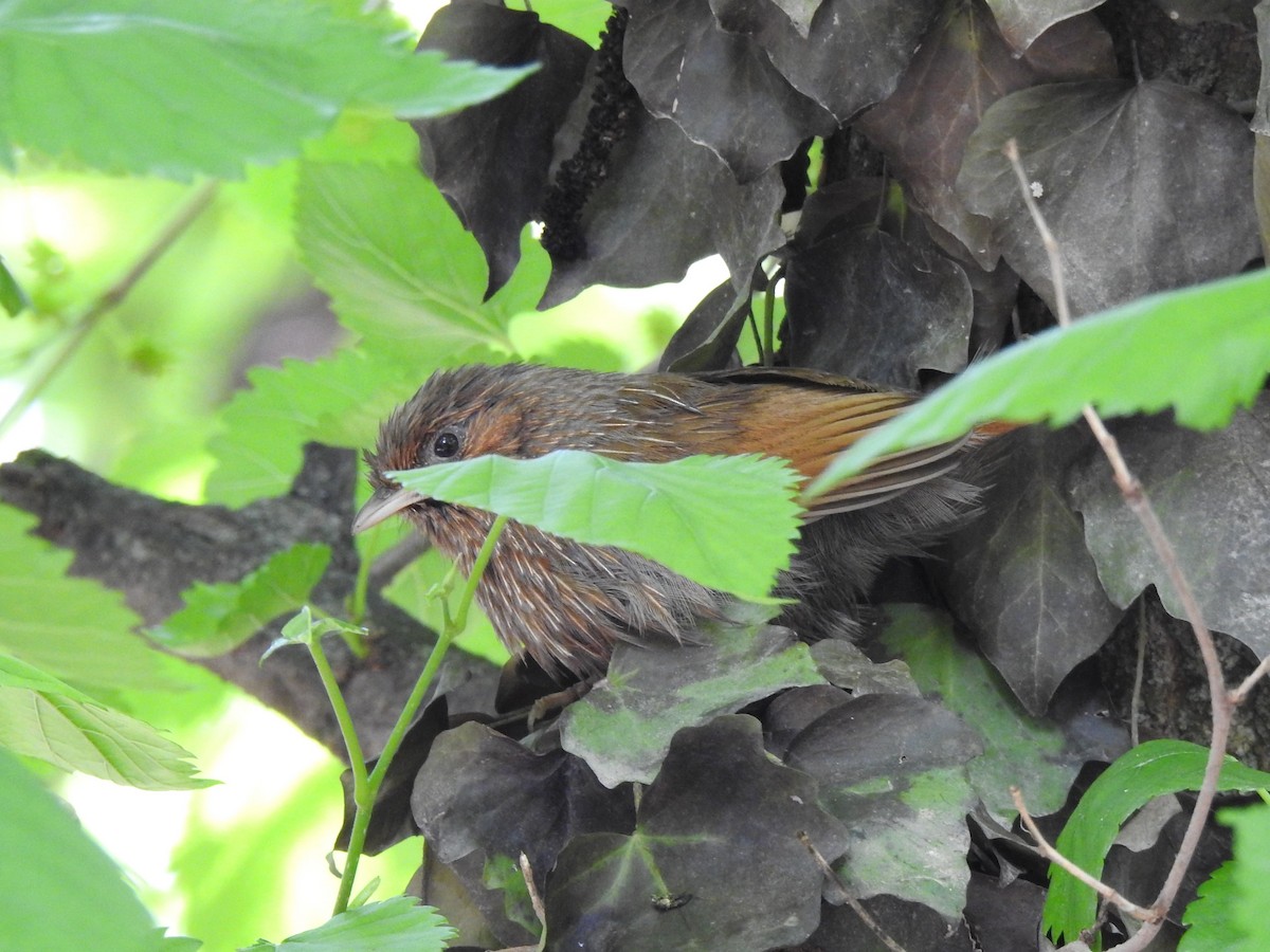 Streaked Laughingthrush - Philip Steiner