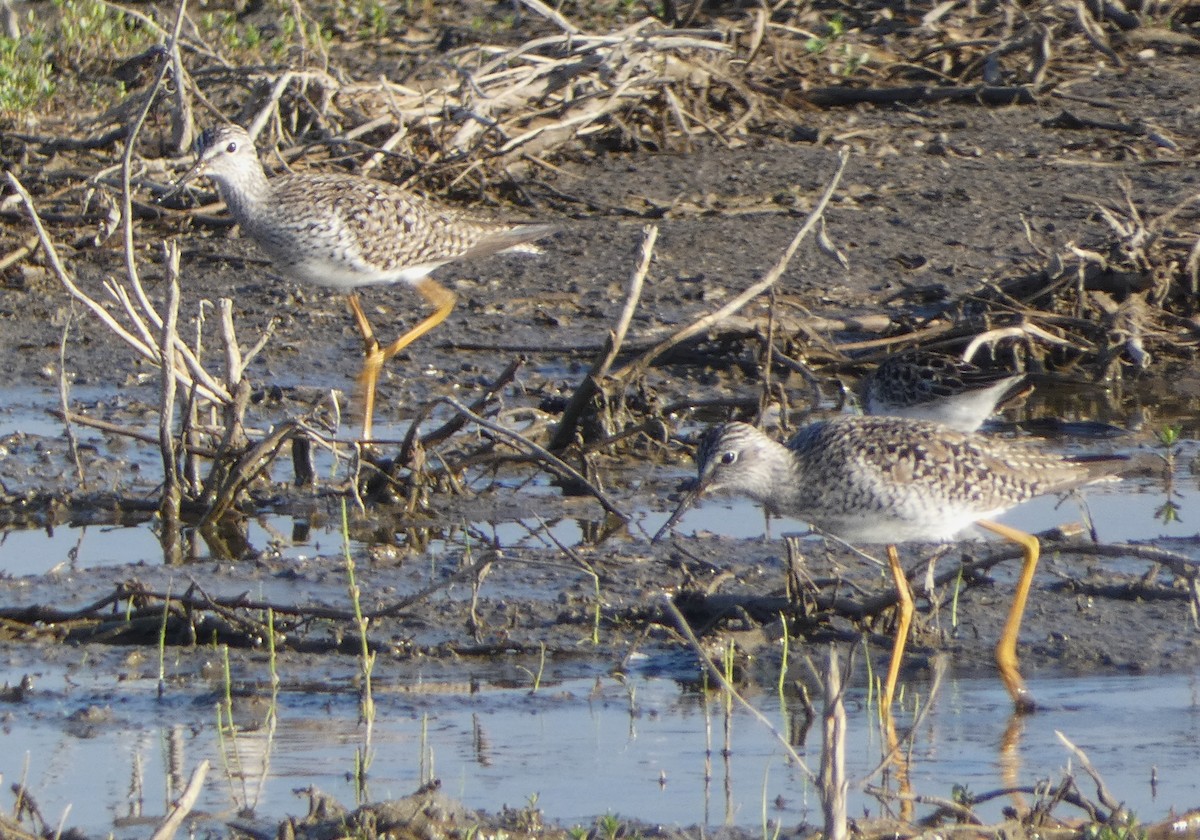 Lesser Yellowlegs - Paul Mackenzie