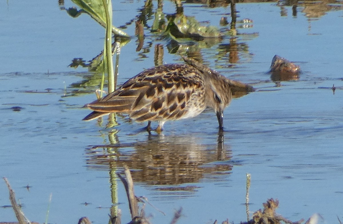 Least Sandpiper - Paul Mackenzie