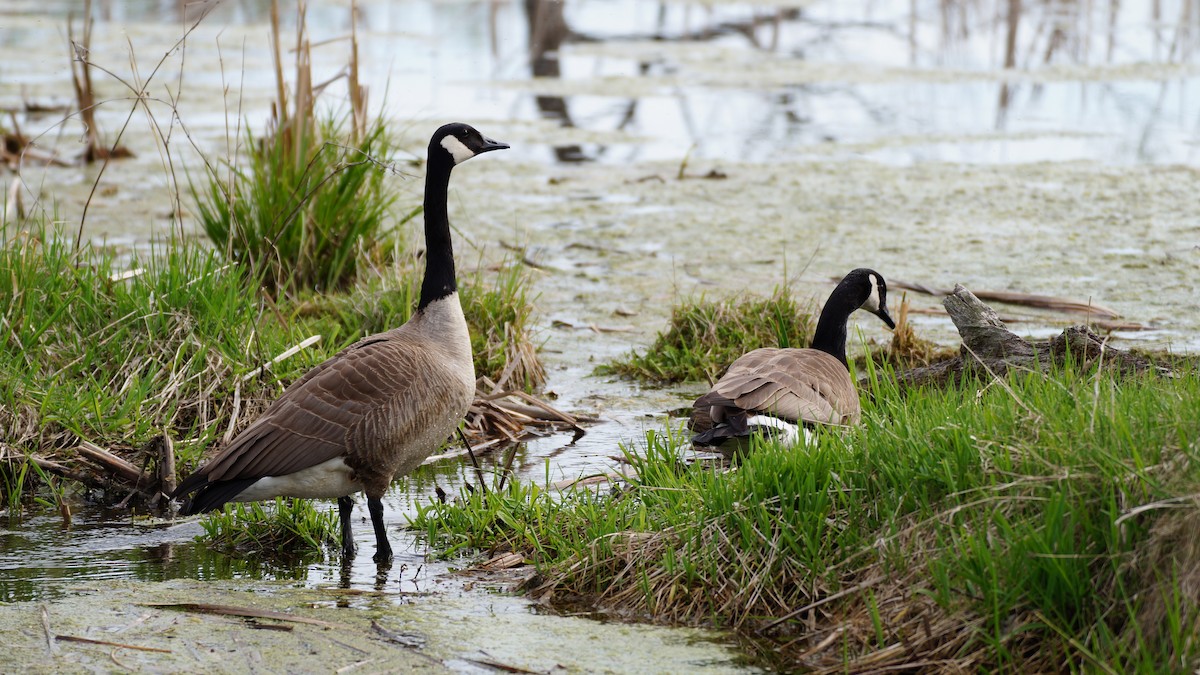 Canada Goose - ML618549451