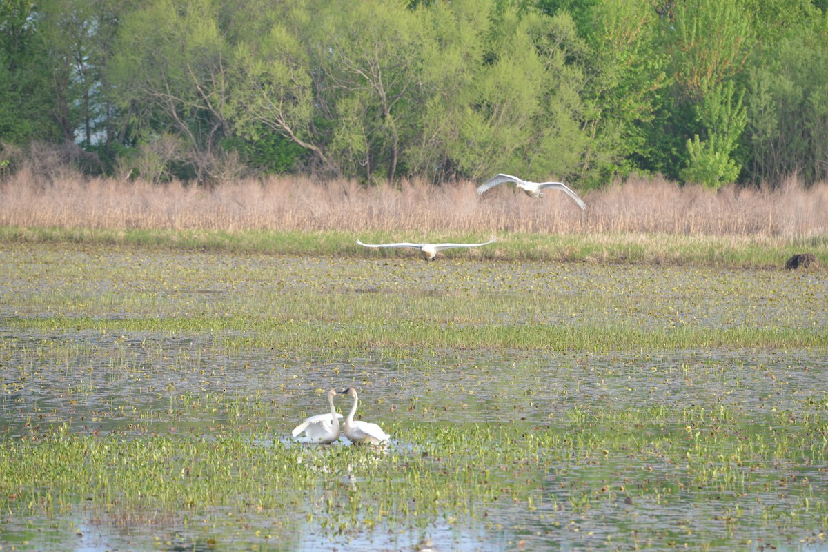 Trumpeter Swan - Victor Webber