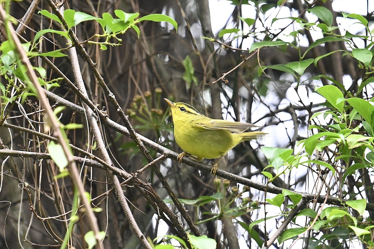Sulphur-breasted Warbler - Dong Qiu
