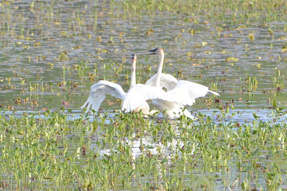 Trumpeter Swan - Victor Webber