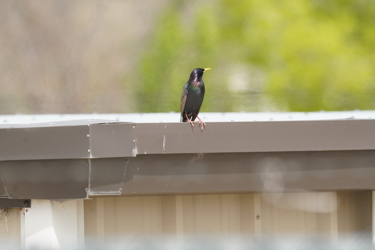 European Starling - Kristy Dhaliwal