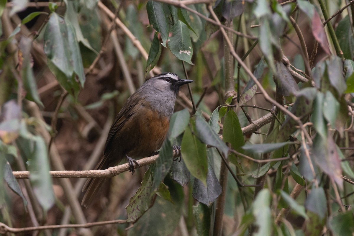 Banasura Laughingthrush - ML618549506