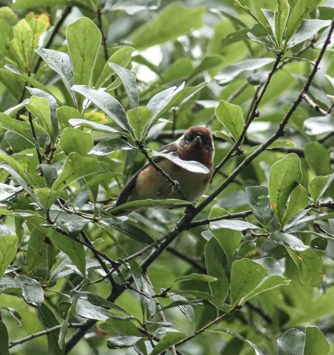 Bay-breasted Warbler - Colette Micallef