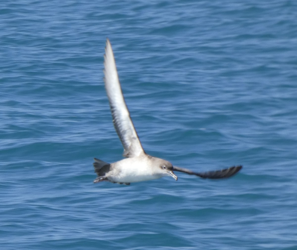 Yelkouan Shearwater - ML618549576