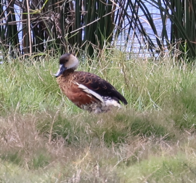 Dendrocygne à lunules - ML618549579