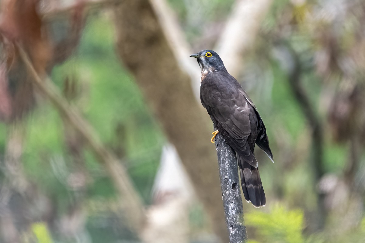 Common Hawk-Cuckoo - Chonseng Sangma