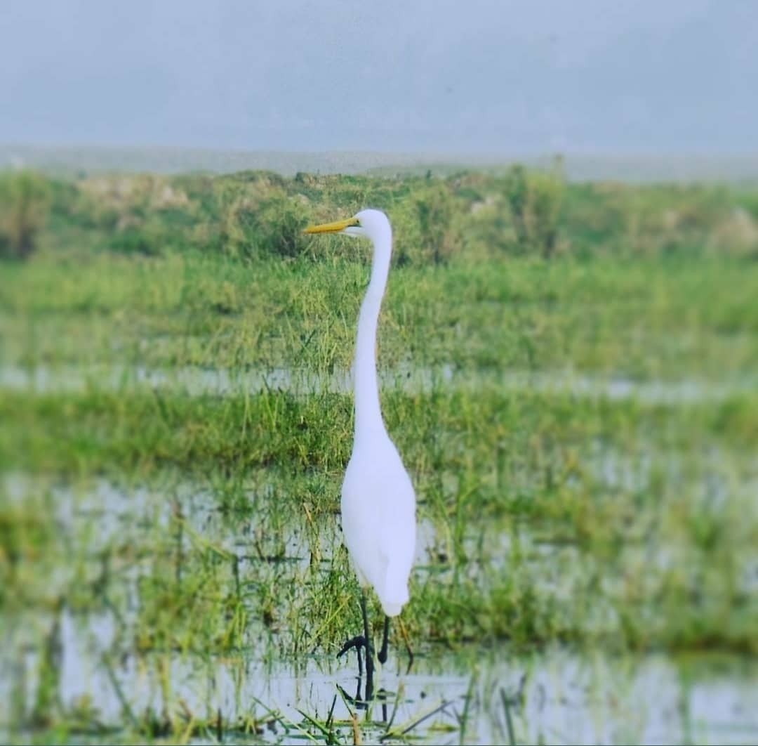 Great Egret - Samarjit Nayak