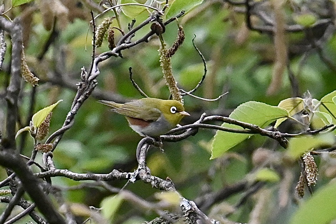 Chestnut-flanked White-eye - Dong Qiu