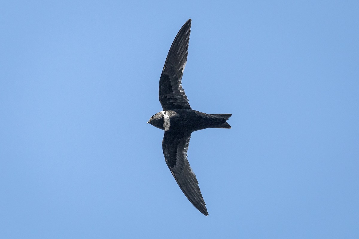 White-collared Swift - ML618549602