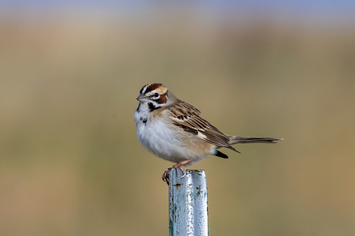 Lark Sparrow - ML618549631