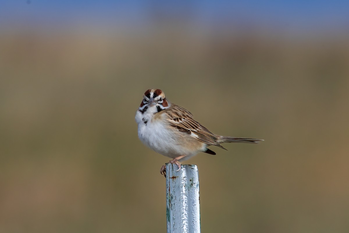 Lark Sparrow - ML618549632