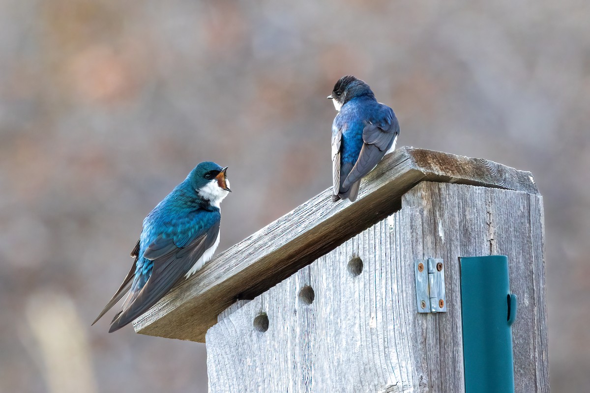 Tree Swallow - Krista Hinman