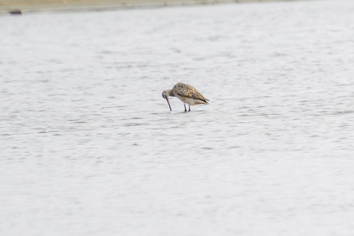 Marbled Godwit - ML618549657