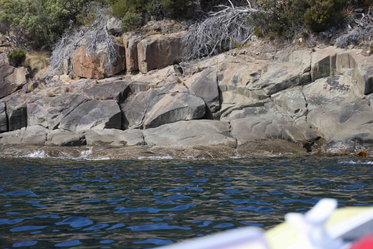 White-bellied Sea-Eagle - ML618549663