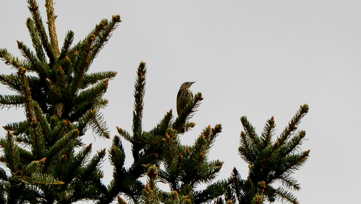 Tree Pipit - Tim Tchurov