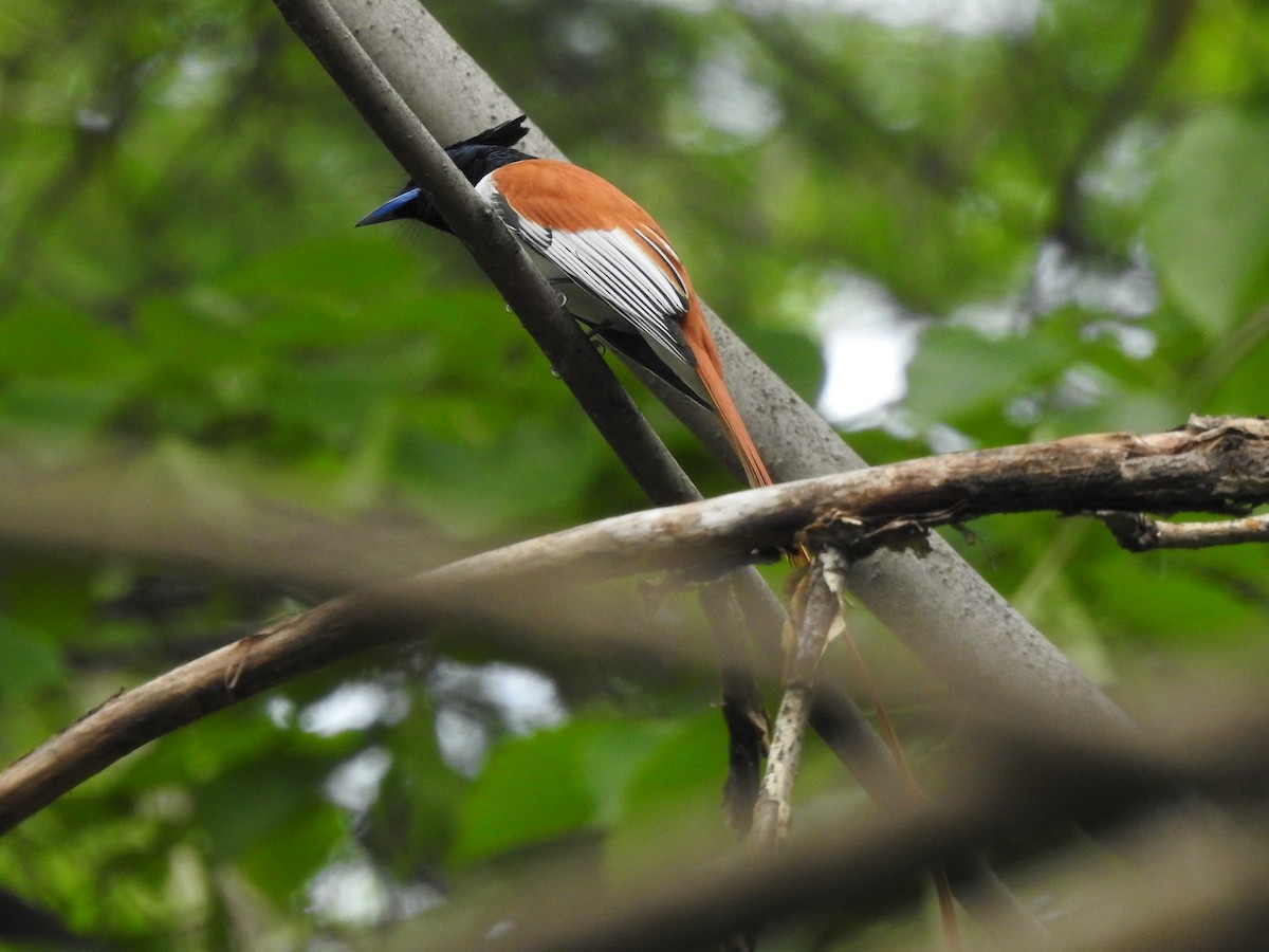 カワリサンコウチョウ - ML618549714